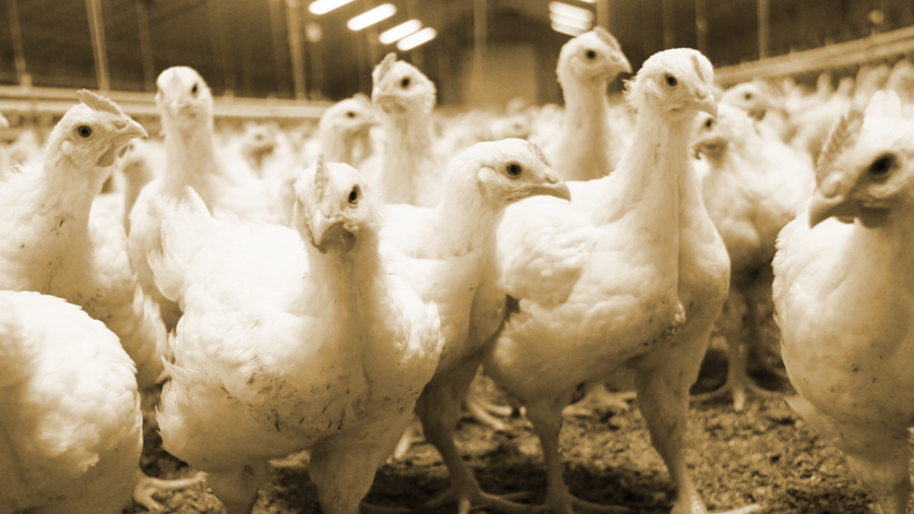Image for 2 Sisters’ bold poultry welfare commitment: a ‘game-changer’ for market dynamics?
